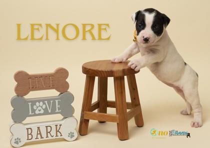 Lenore, Adoptable, Puppy Female Pit Bull Terrier & Mixed Breed.