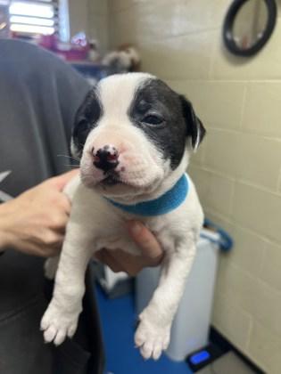 Enlarge Lenore, a Adoptable mixed breed in Fairhope, AL image 2/2