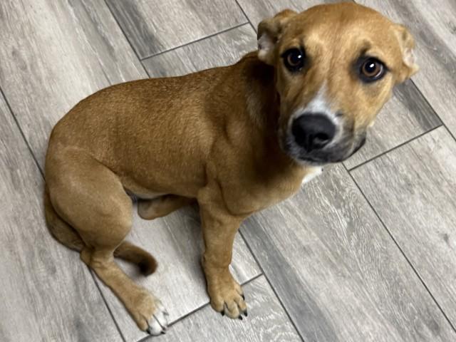 Enlarge MUFFIN, a Adoptable mixed breed in Redlands, CA image 1/1