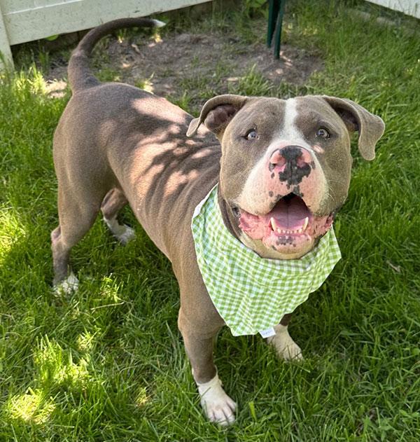 Santiago **Courtesy Post. Out of town pet. See below for details**