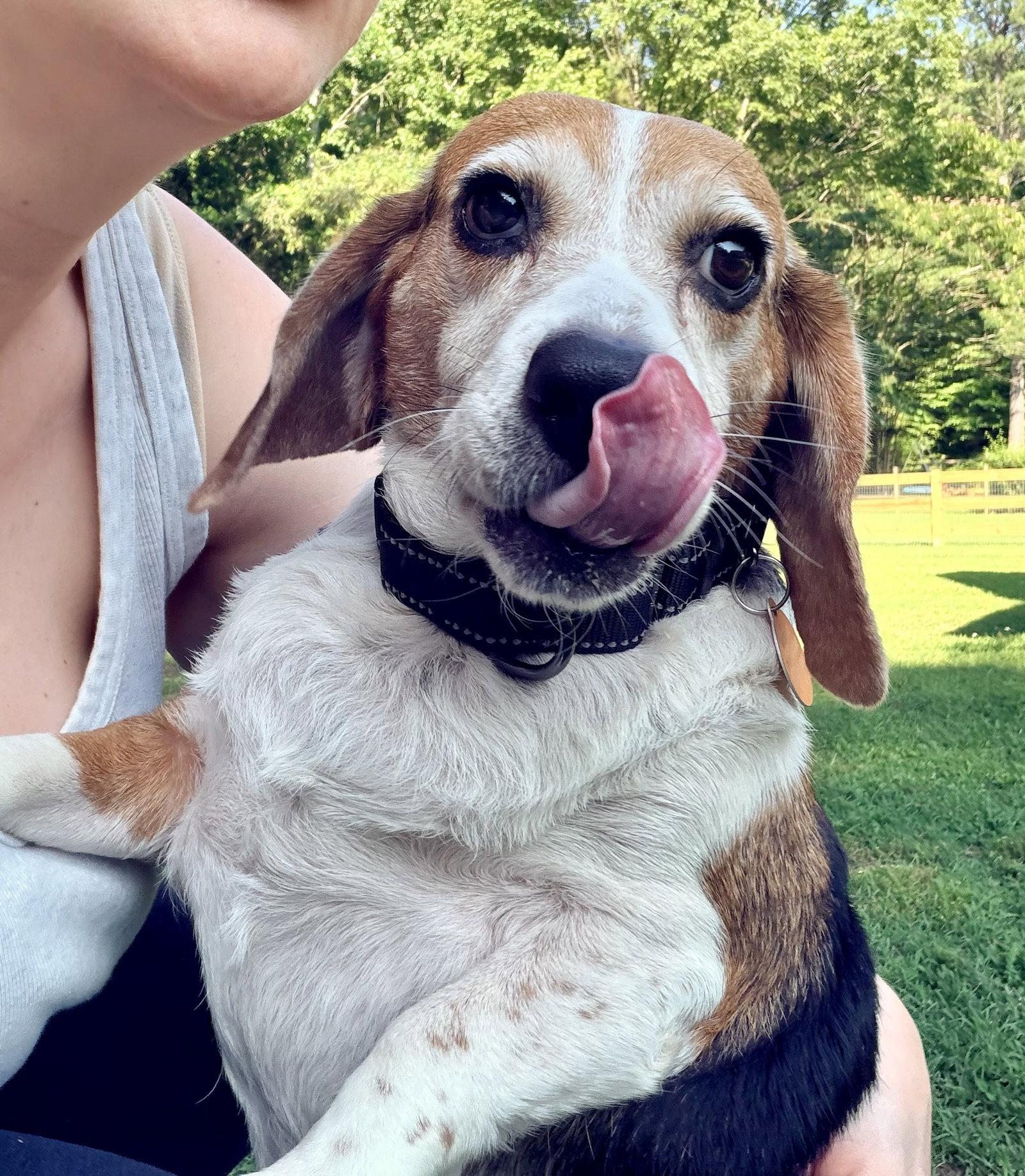 Lucy, Adoptable, Adult Female Beagle.