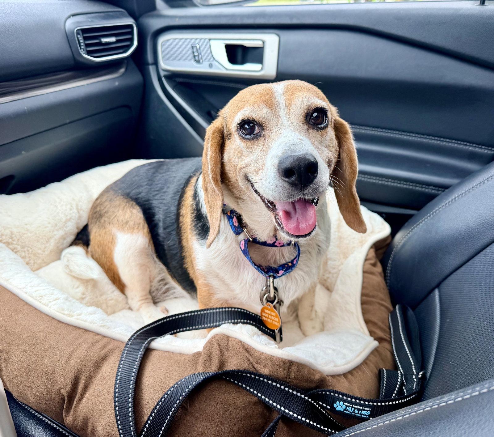 Enlarge Lucy, a Adoptable Beagle in Arlington, VA image 2/3