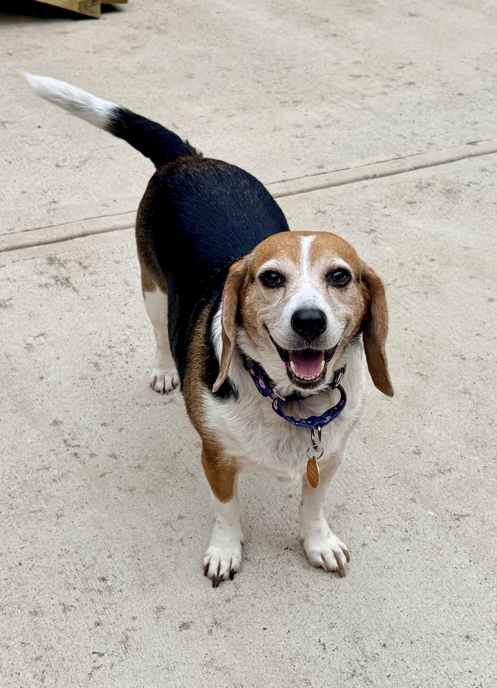Enlarge Lucy, a Adoptable Beagle in Arlington, VA image 3/3