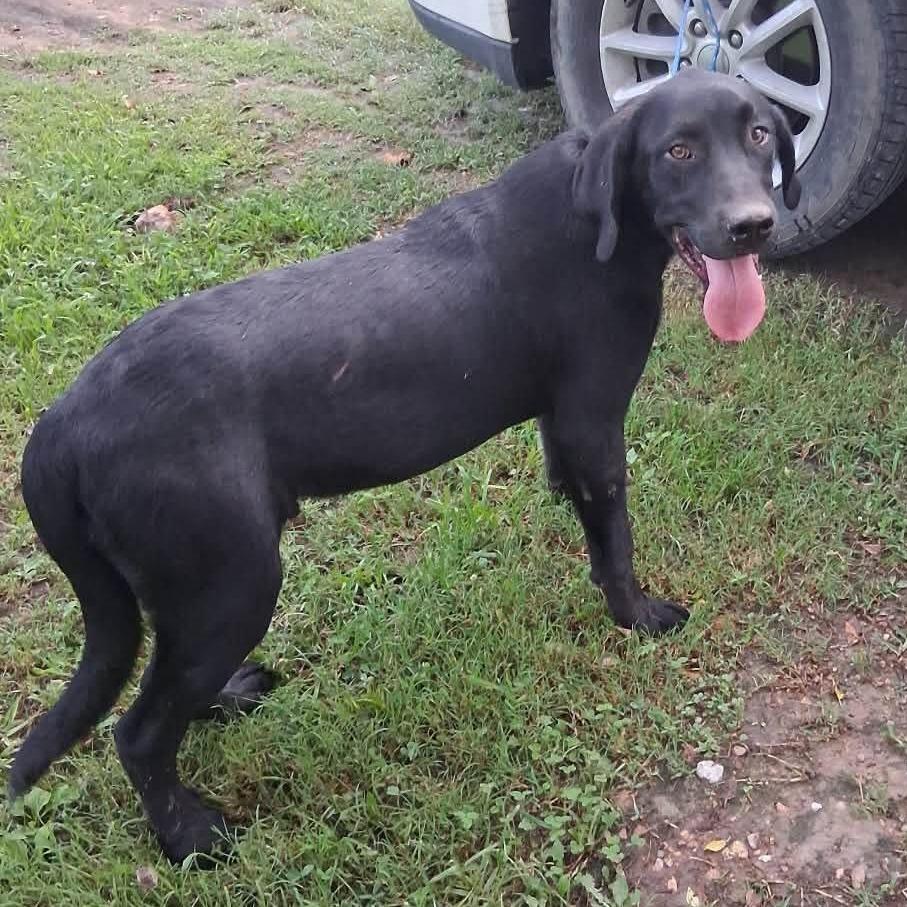 Webster, Adoptable, Young Male Mixed Breed.