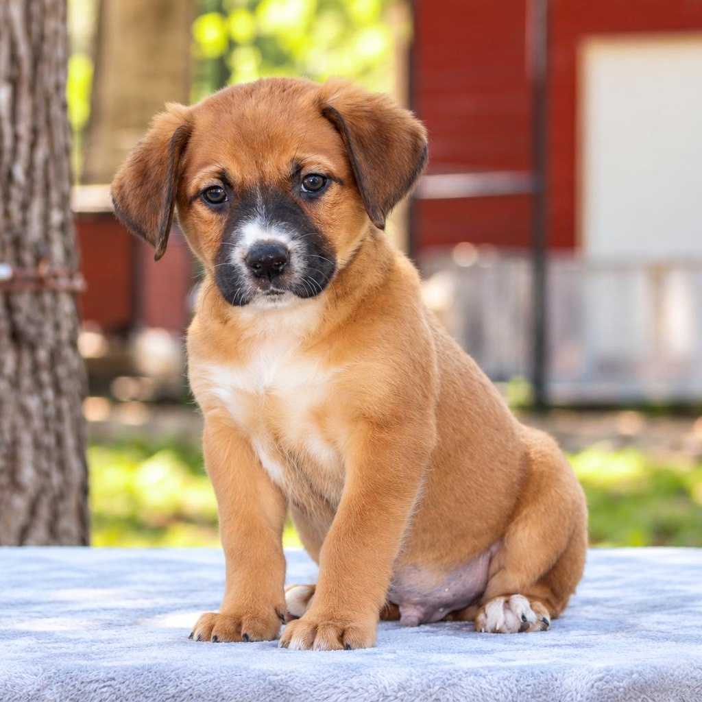 Enlarge Stanley, a Adoptable mixed breed in Rocky Hill, CT image 5/5