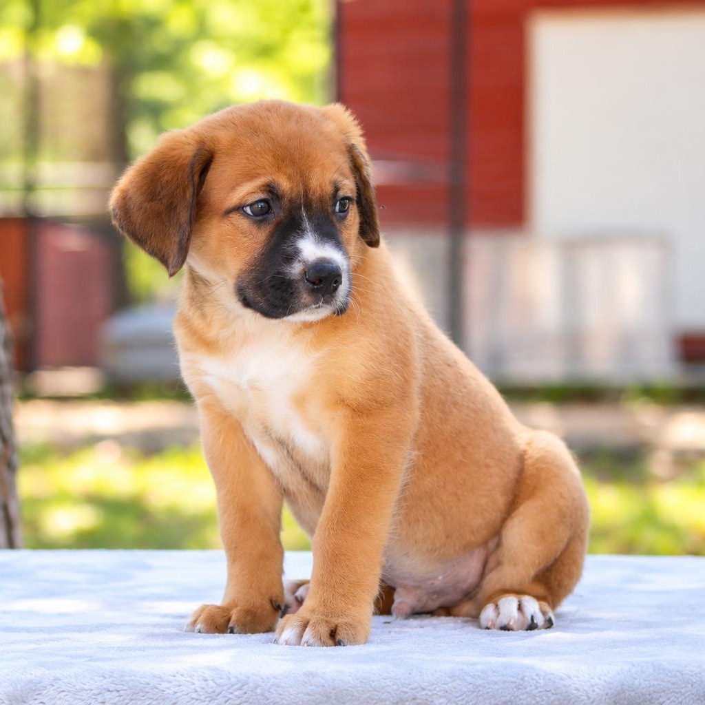 Enlarge Stanley, a Adoptable mixed breed in Rocky Hill, CT image 4/5