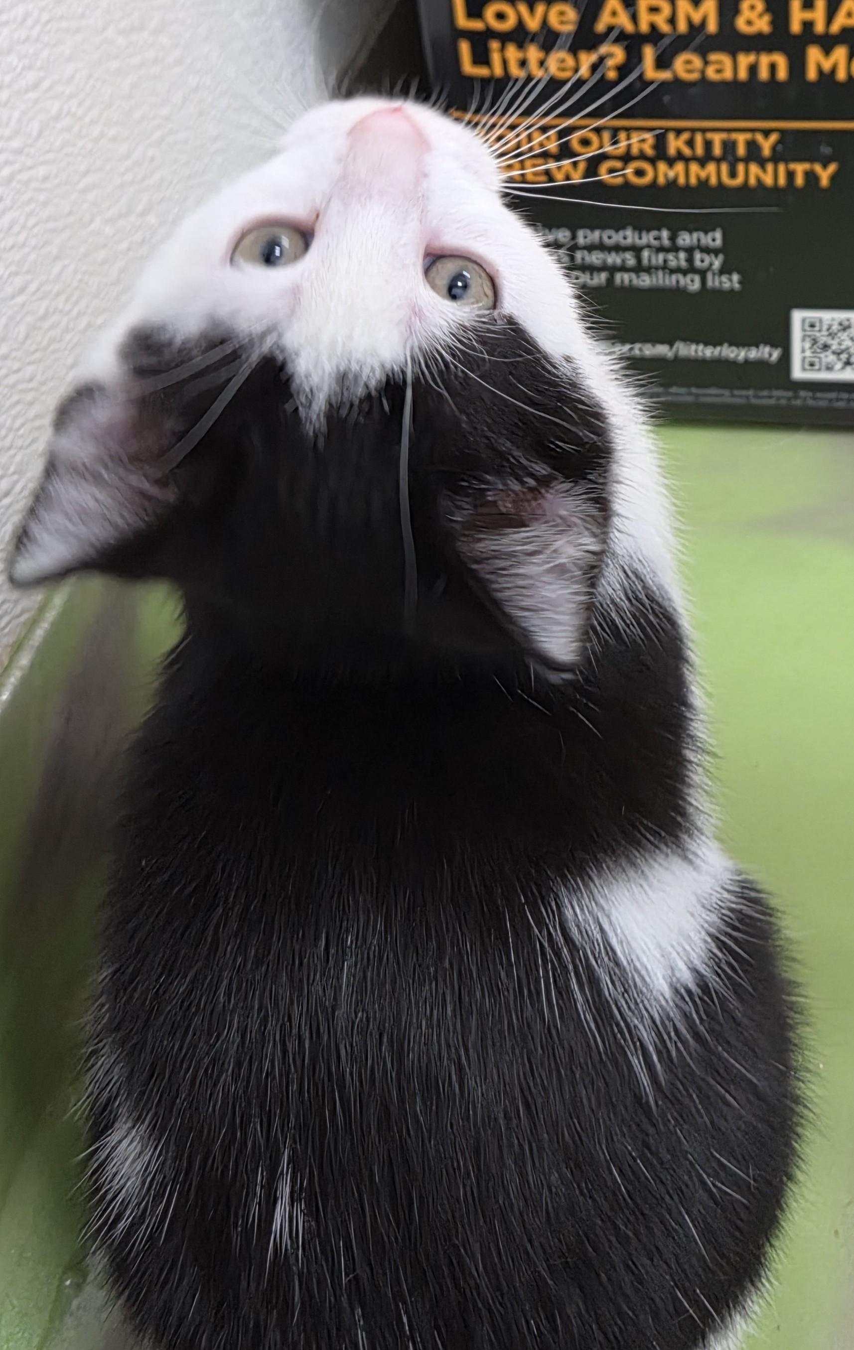 Enlarge Clyde, a Adopted Domestic Short Hair in Anna, IL image 4/4