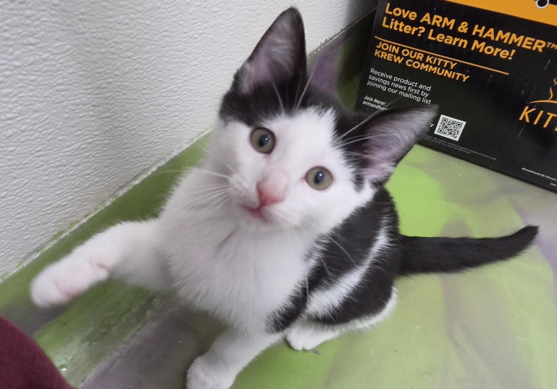 Clyde, Adopted, Kitten Male Domestic Short Hair.