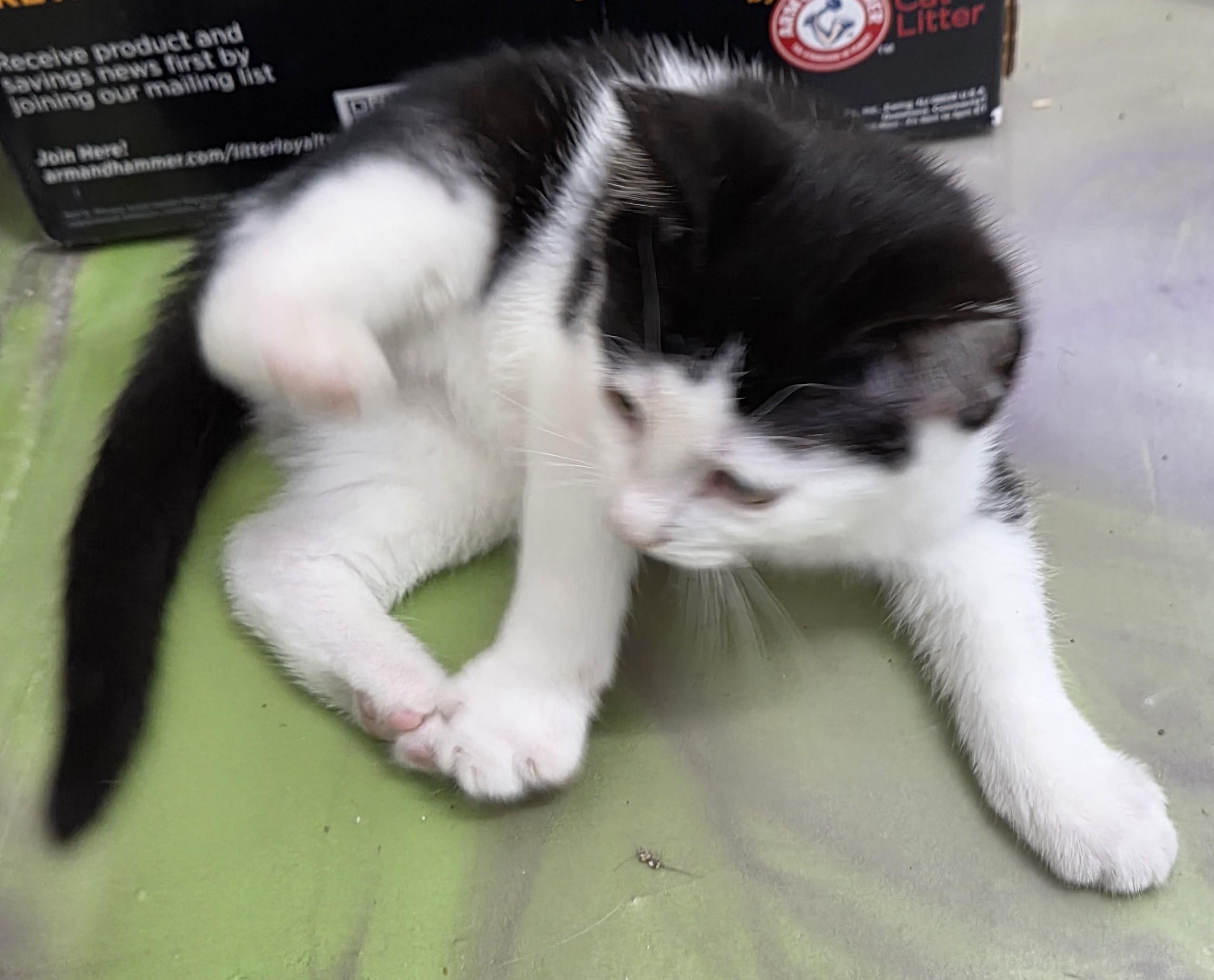 Enlarge Clyde, a Adopted Domestic Short Hair in Anna, IL image 3/4