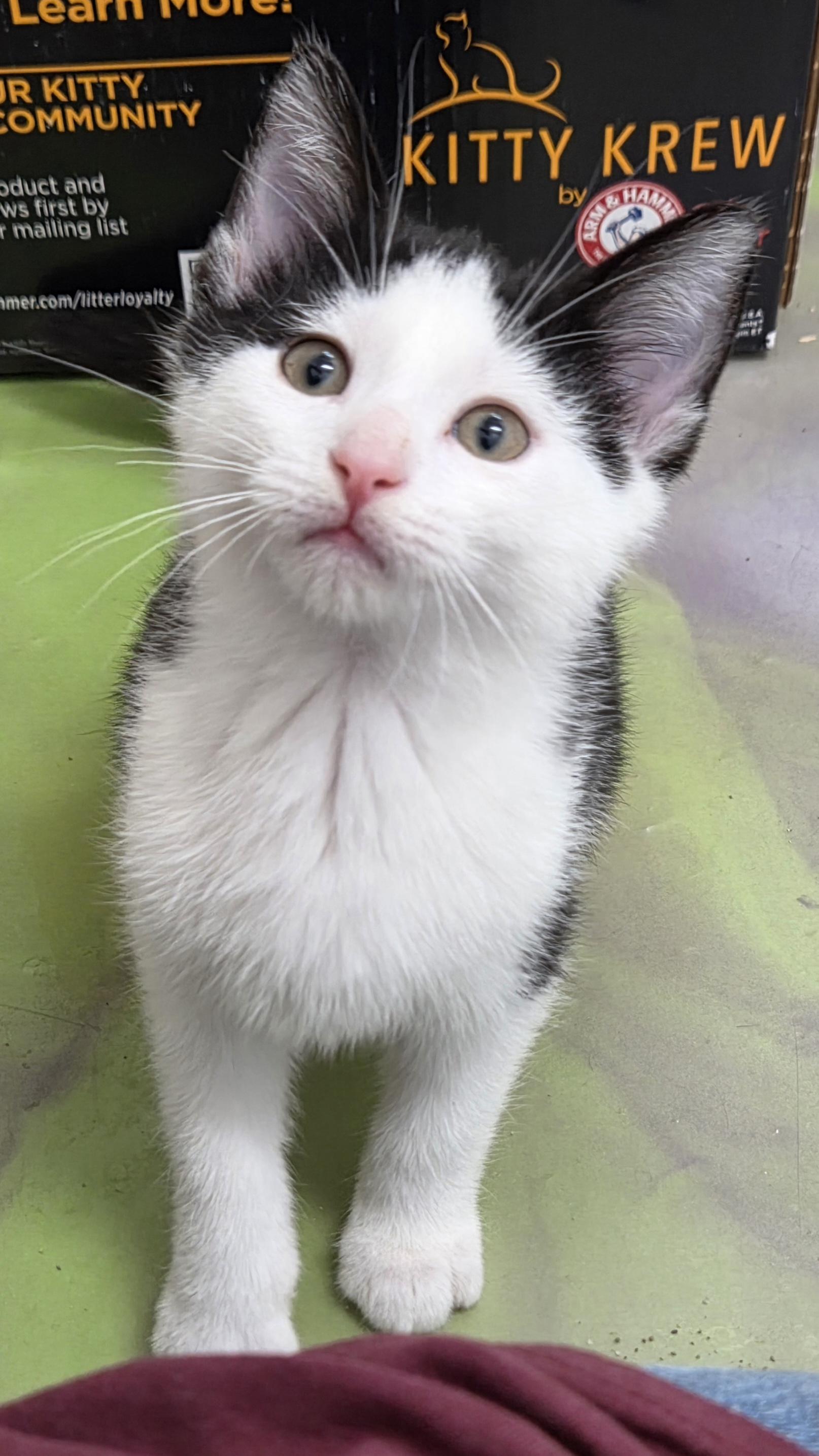 Enlarge Clyde, a Adopted Domestic Short Hair in Anna, IL image 2/4