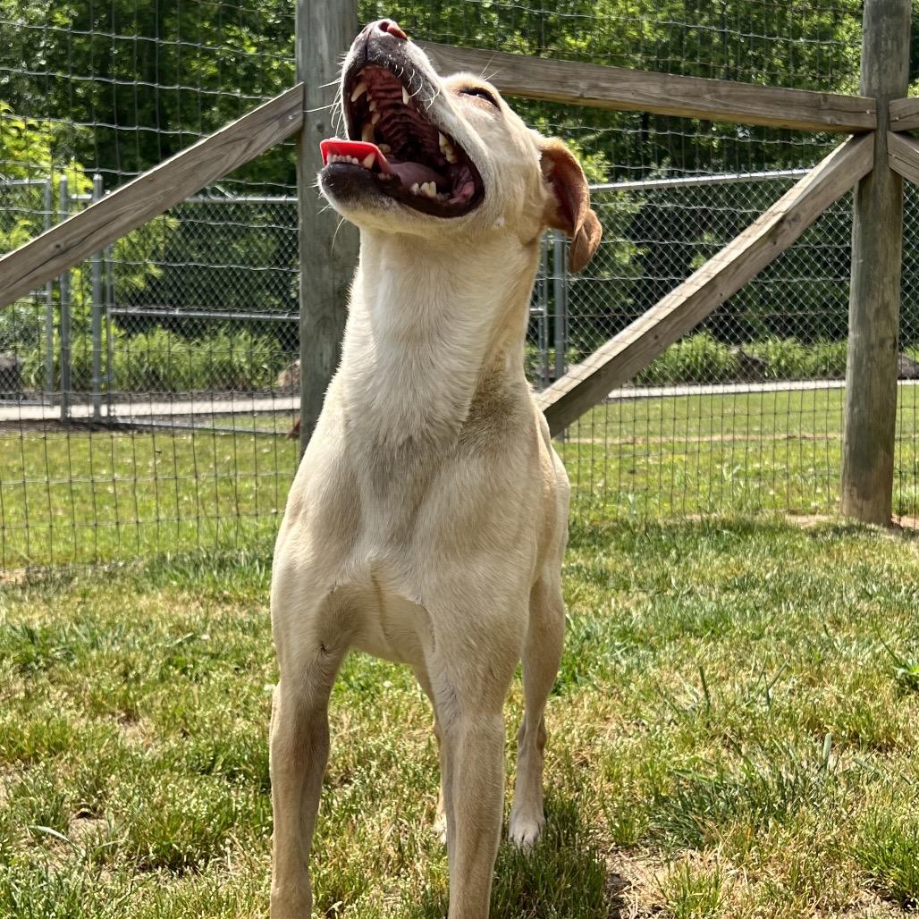 Teddy, Adoptable, Adult Male Terrier & Labrador Retriever.