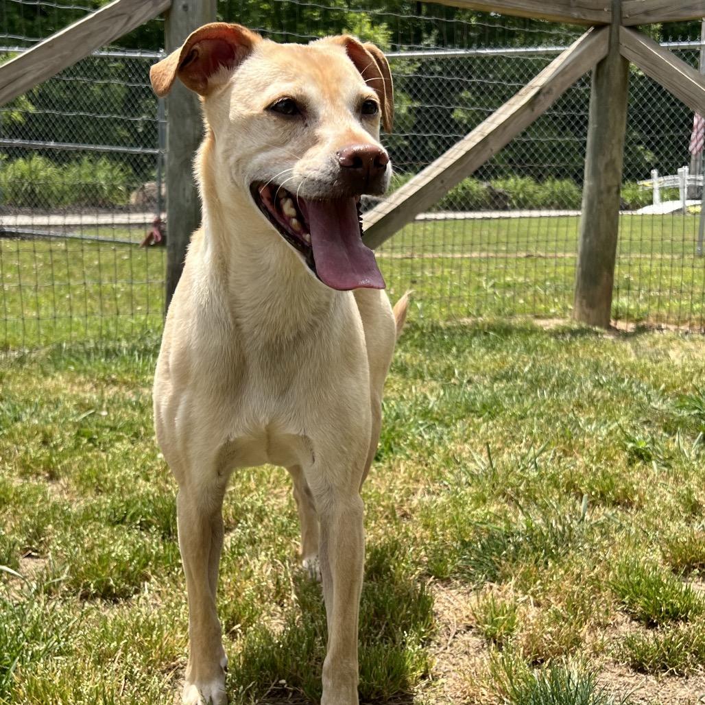 Teddy, a Adoptable mixed breed in Blairsville, GA image 2/3