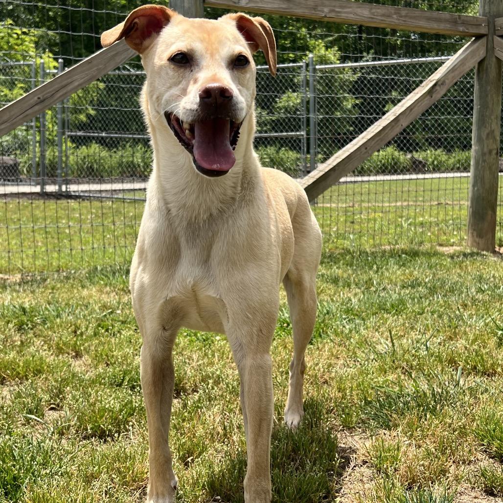 Teddy, a Adoptable mixed breed in Blairsville, GA image 3/3