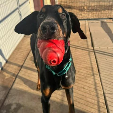 Duncan, Adoptable, Adult Male Doberman Pinscher.