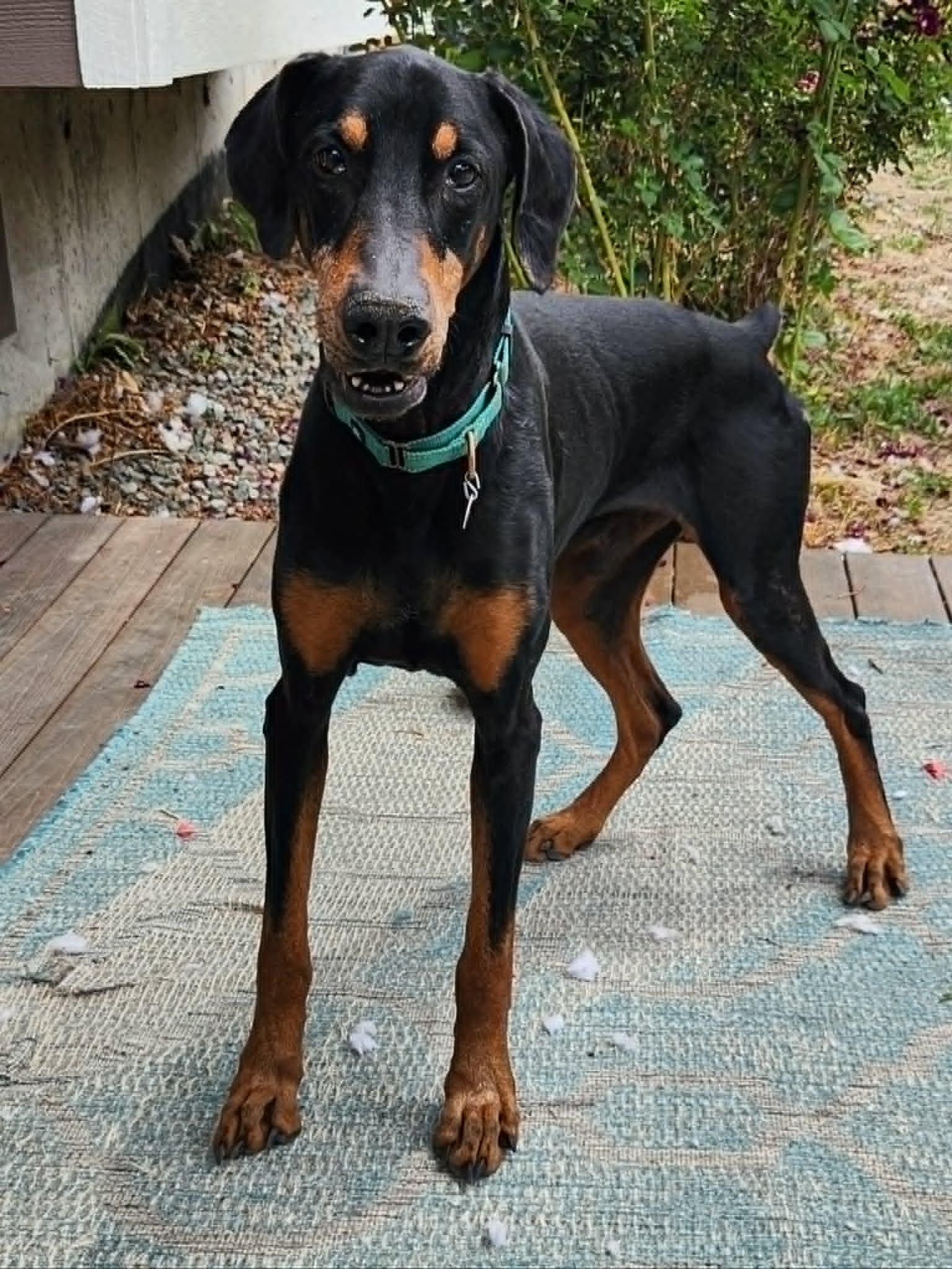 Duncan, Adoptable, Adult Male Doberman Pinscher.