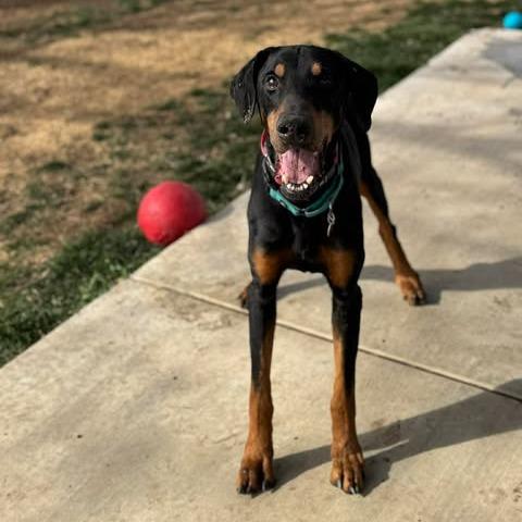 Enlarge Duncan, a Adoptable Doberman Pinscher in Denver, CO image 2/6