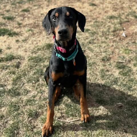 Enlarge Duncan, a Adoptable Doberman Pinscher in Denver, CO image 3/6