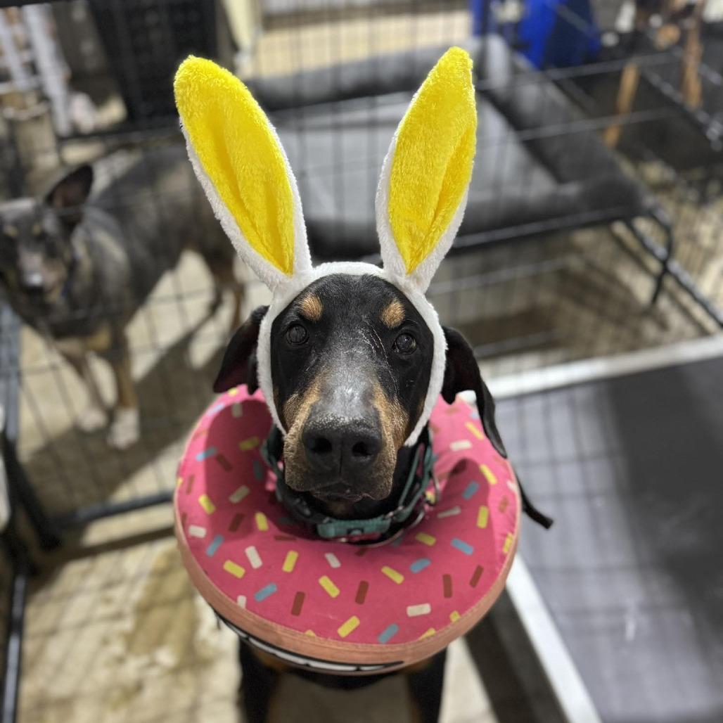 Enlarge Duncan, a Adoptable Doberman Pinscher in Denver, CO image 4/6
