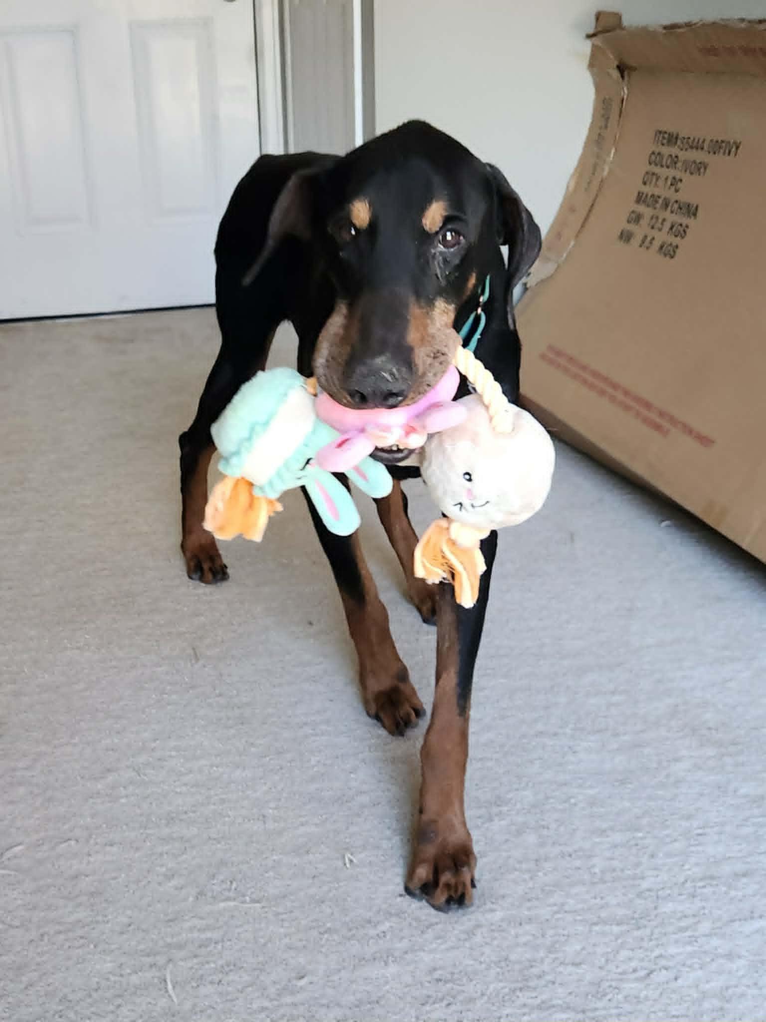 Enlarge Duncan, a Adoptable Doberman Pinscher in Denver, CO image 3/6