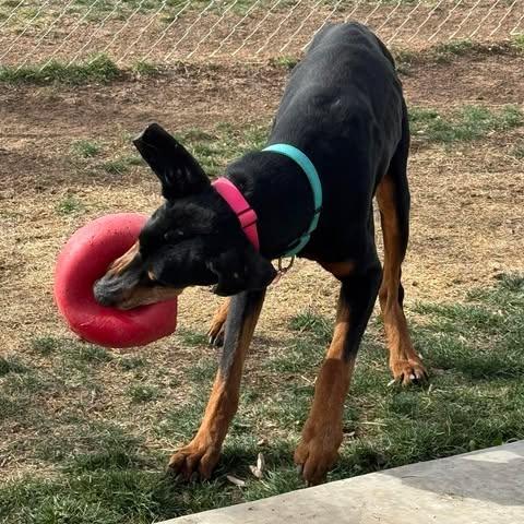Enlarge Duncan, a Adoptable Doberman Pinscher in Denver, CO image 5/6