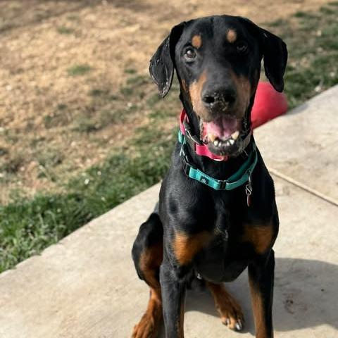 Enlarge Duncan, a Adoptable Doberman Pinscher in Denver, CO image 6/6