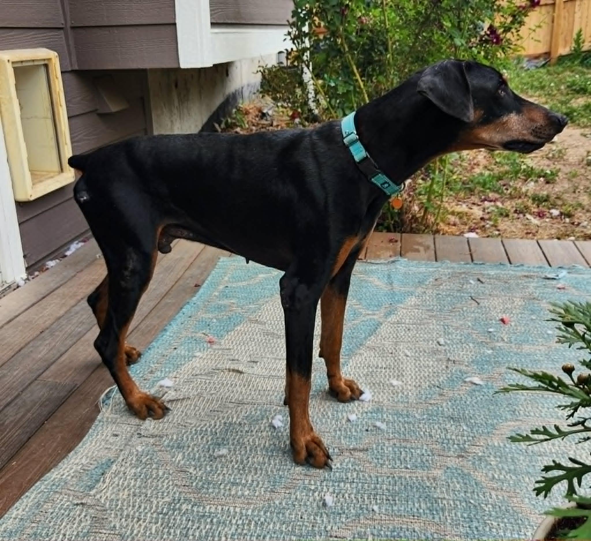 Enlarge Duncan, a Adoptable Doberman Pinscher in Denver, CO image 5/6