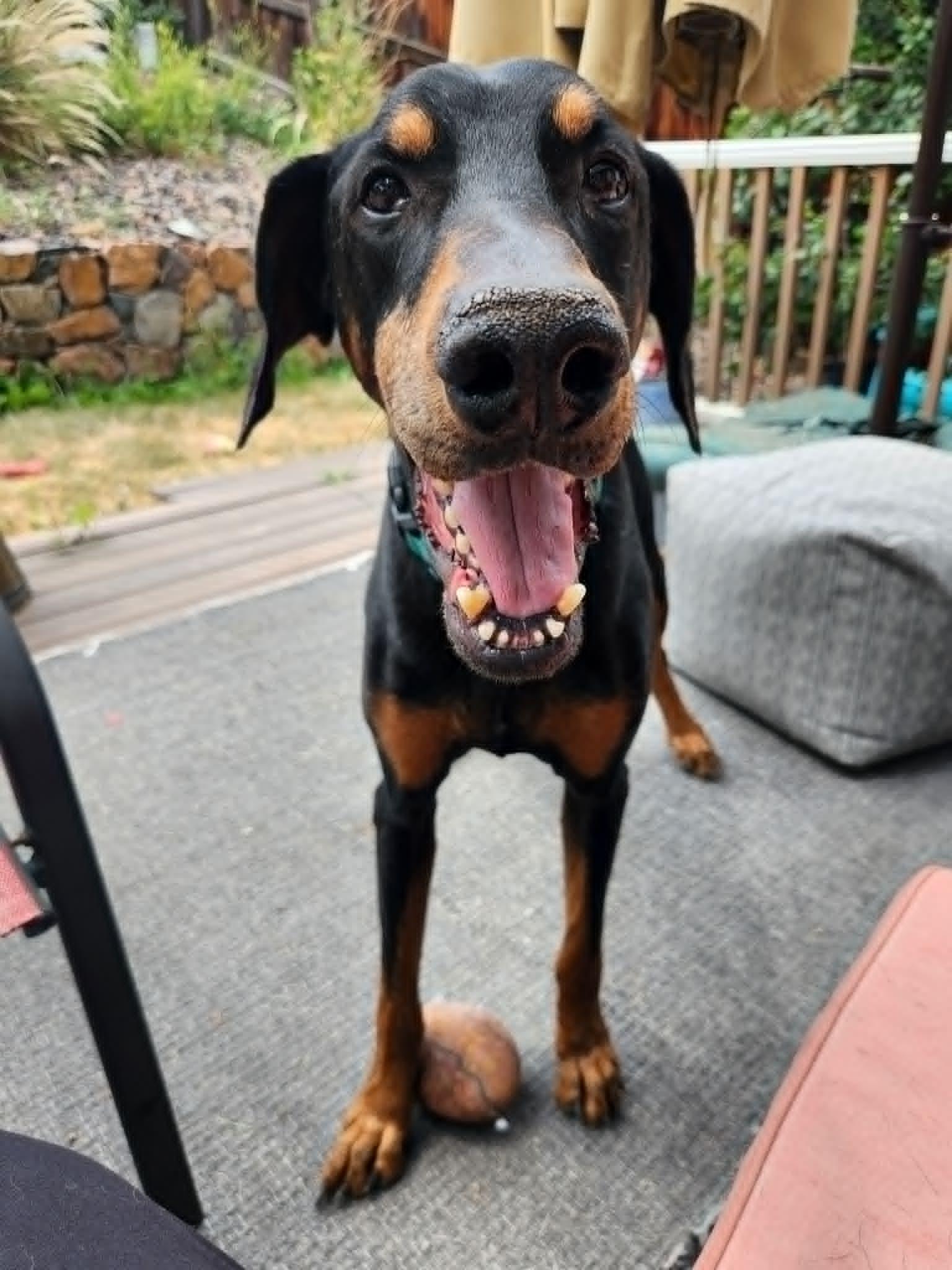 Enlarge Duncan, a Adoptable Doberman Pinscher in Denver, CO image 6/6