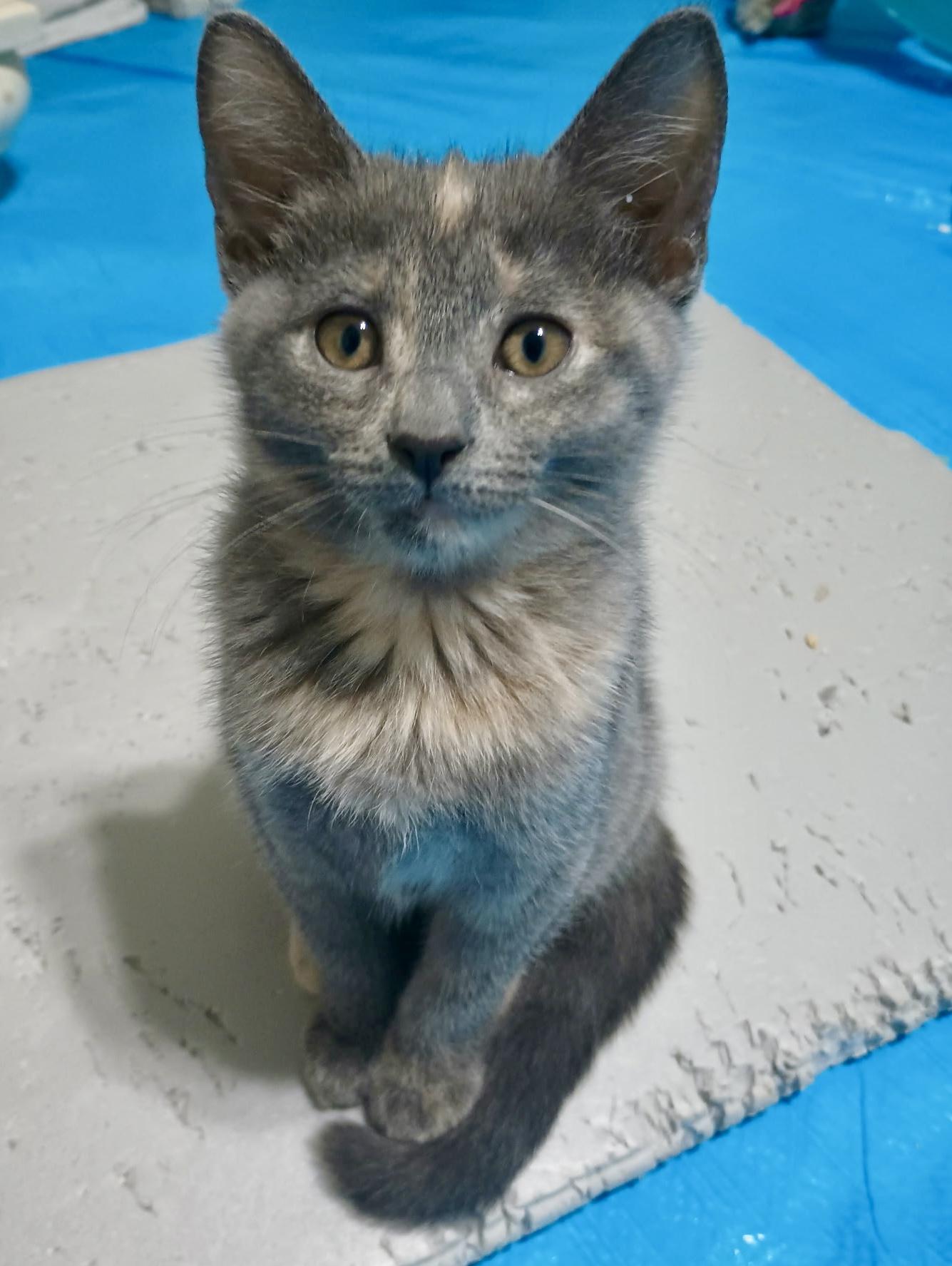 Mavis, Adoptable, Kitten Female Dilute Calico.