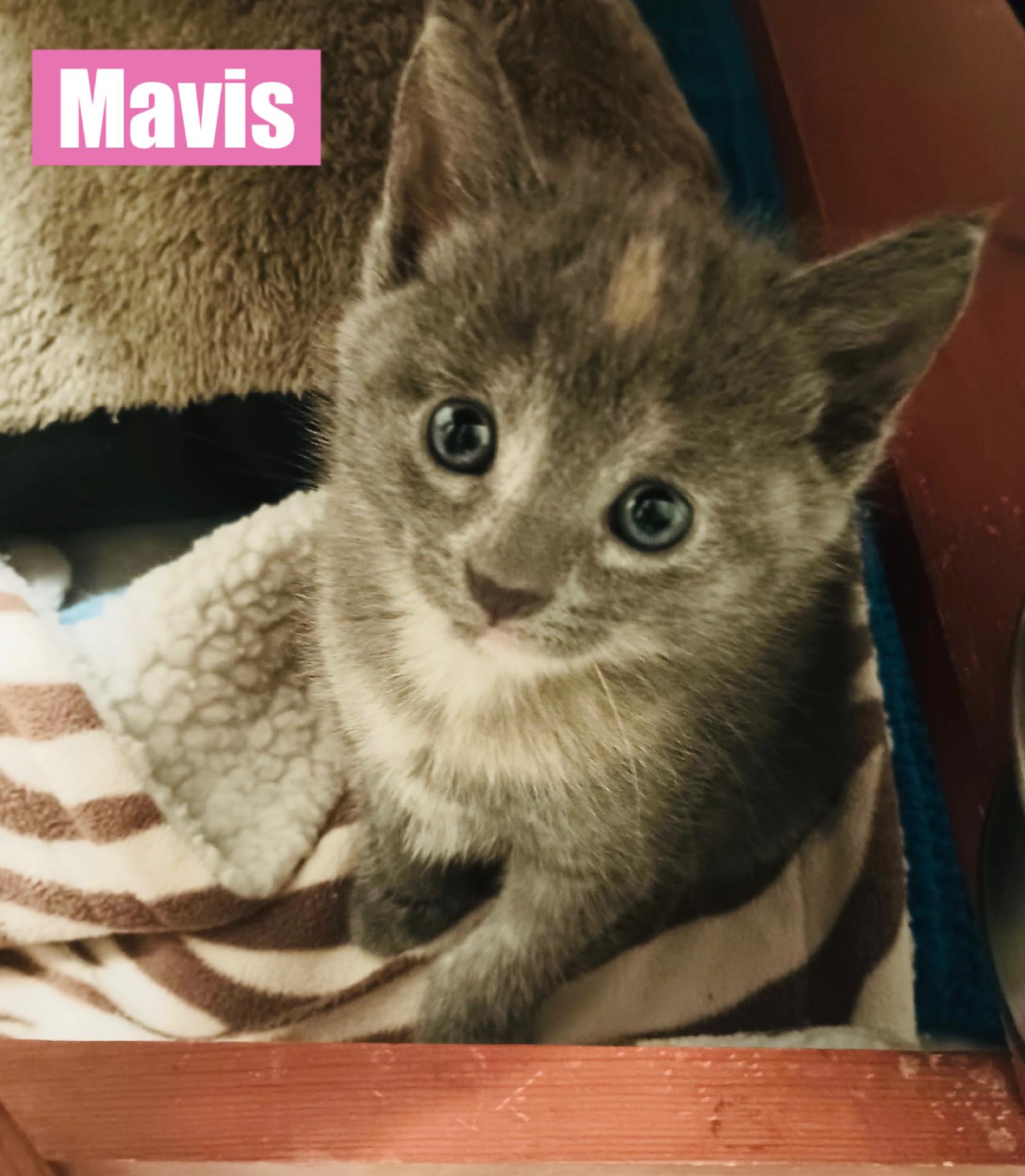 Mavis, Baby Female unknown