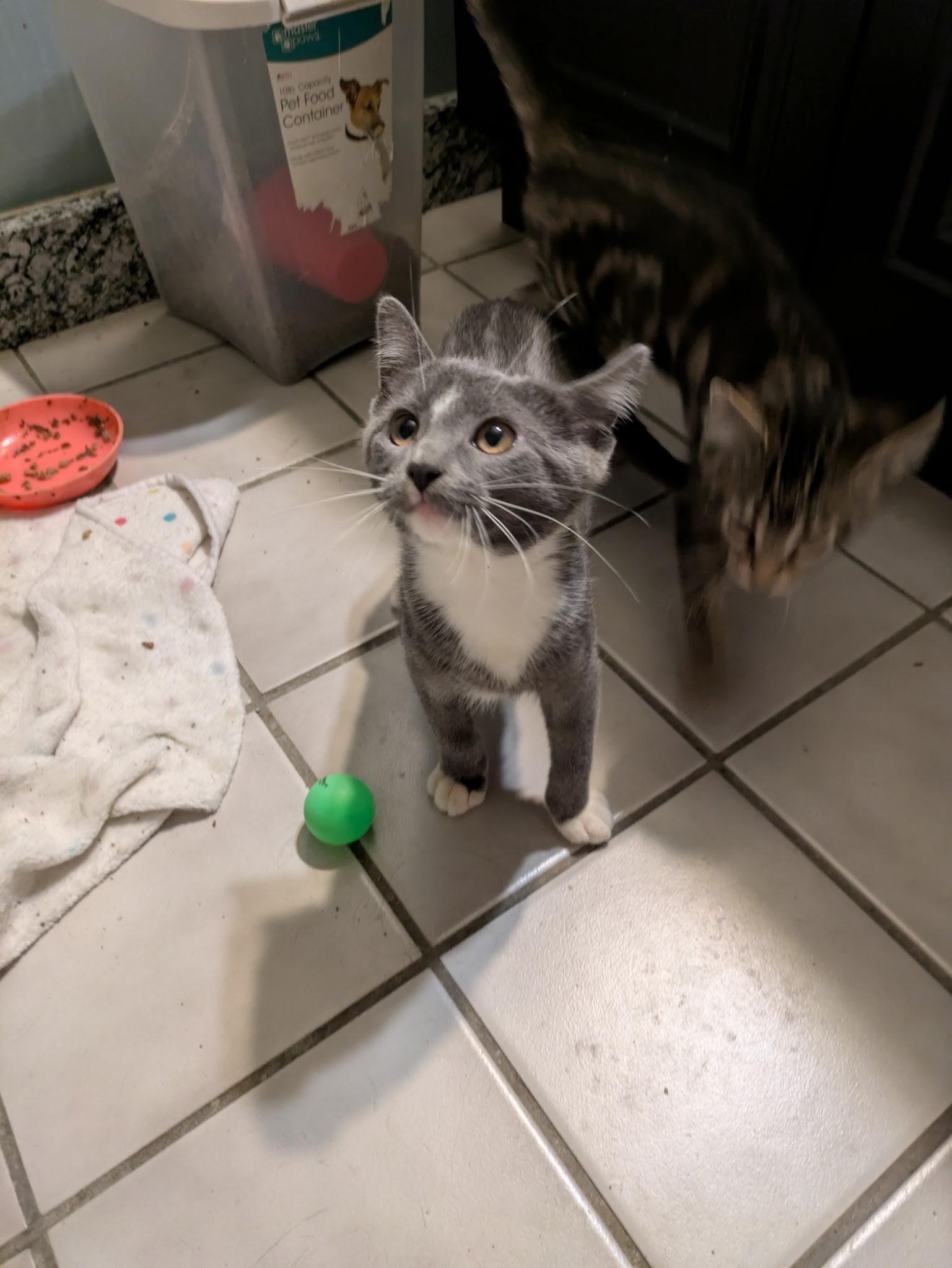 Enlarge Bobble, a Adoptable mixed breed in Mineral Point, WI image 4/6