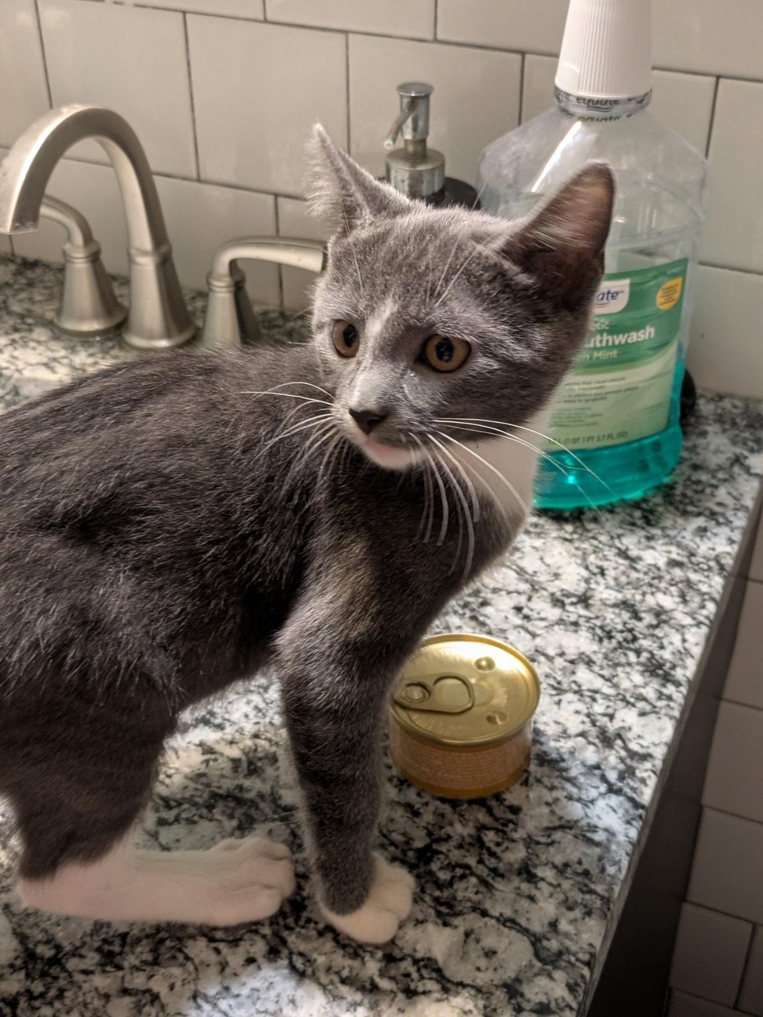 Enlarge Bobble, a Adoptable mixed breed in Mineral Point, WI image 3/6
