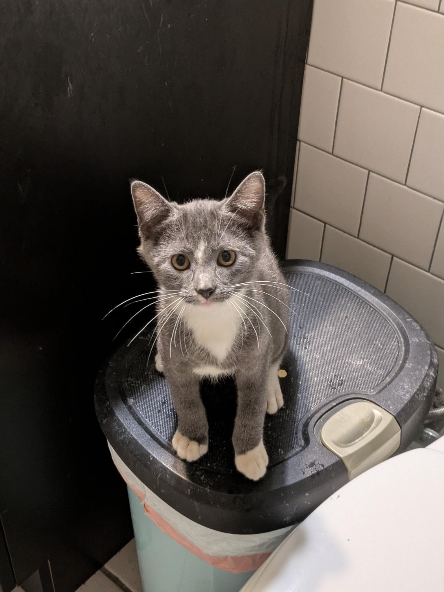 Enlarge Bobble, a Adoptable mixed breed in Mineral Point, WI image 5/6