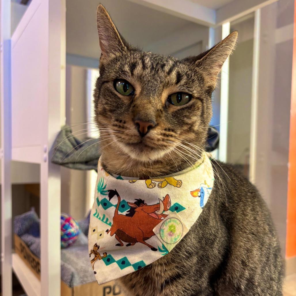 Enlarge Sporty, a Adoptable Domestic Short Hair in Westminster, CA image 1/4