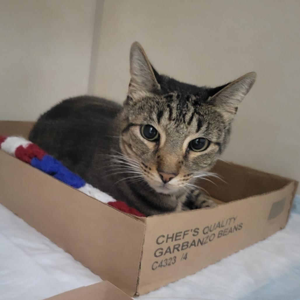 Enlarge Sporty, a Adoptable Domestic Short Hair in Westminster, CA image 2/4