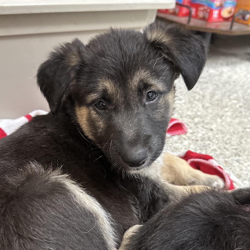 Sultan, Adoptable, Puppy Male Husky & Mixed Breed.
