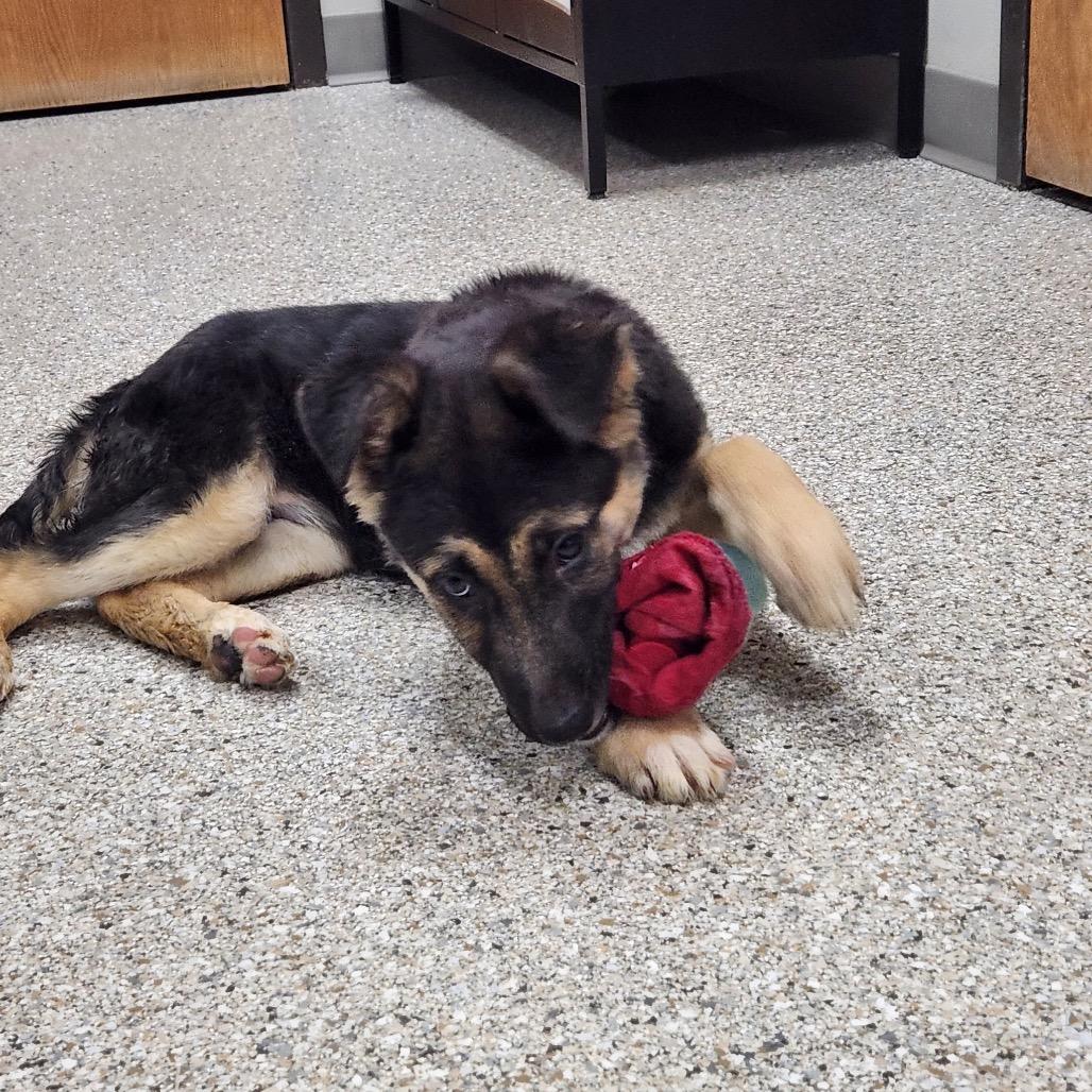 Enlarge Sultan, a Adoptable mixed breed in Detroit Lakes, MN image 2/6