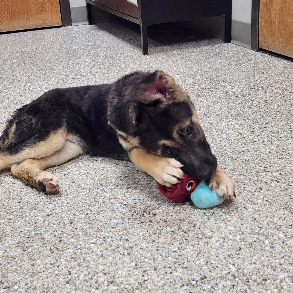 Enlarge Sultan, a Adoptable mixed breed in Detroit Lakes, MN image 3/6