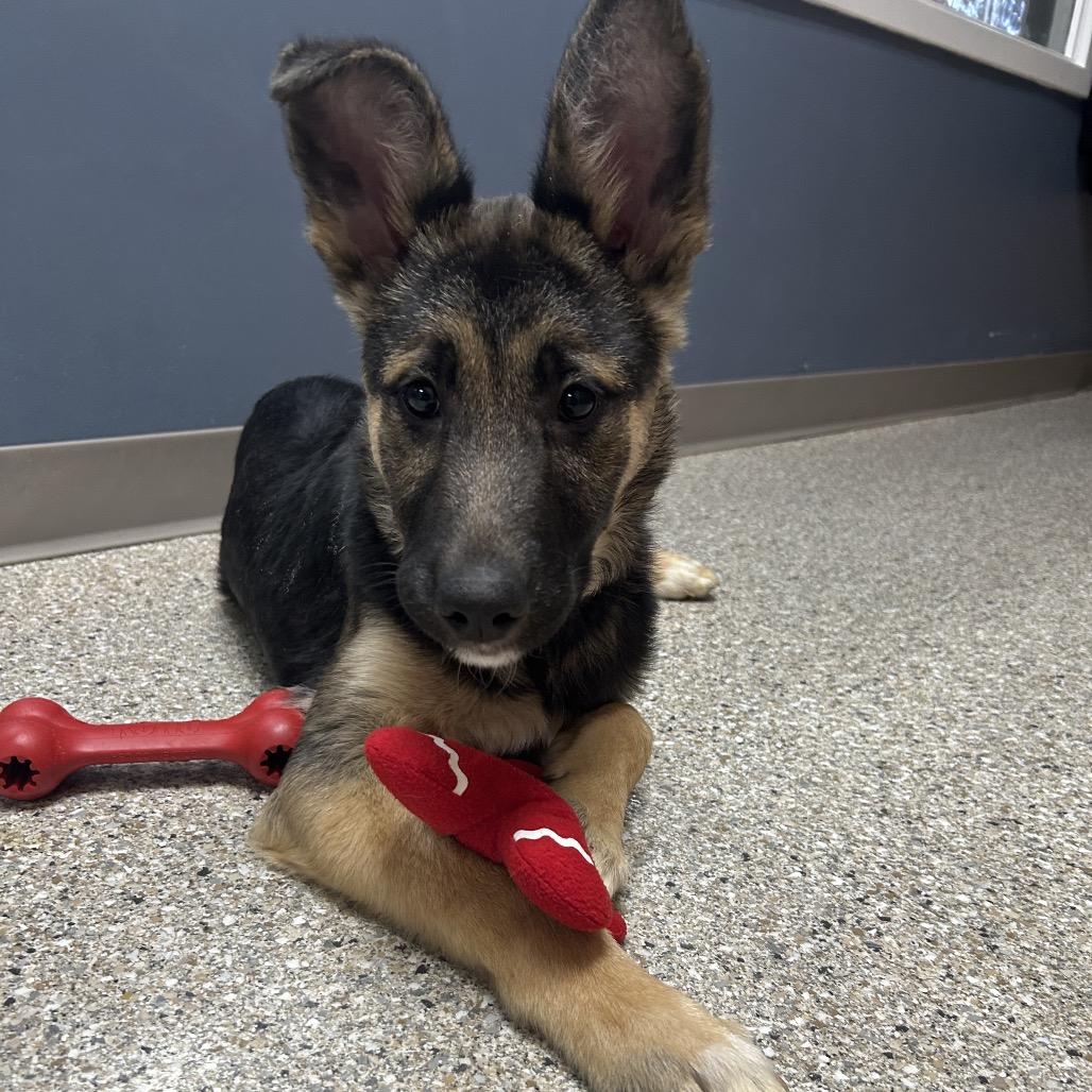 Enlarge Sultan, a Adoptable mixed breed in Detroit Lakes, MN image 4/6