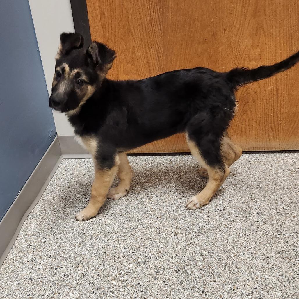 Enlarge Sultan, a Adoptable mixed breed in Detroit Lakes, MN image 5/6