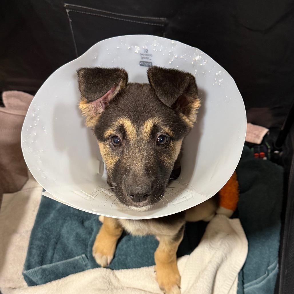 Enlarge Sultan, a Adoptable mixed breed in Detroit Lakes, MN image 6/6