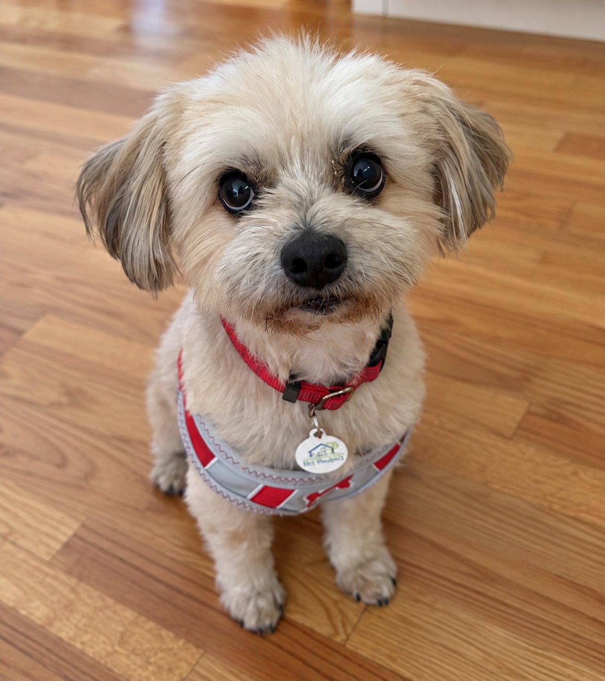 Brody, Adoptable, Senior Male Havanese.