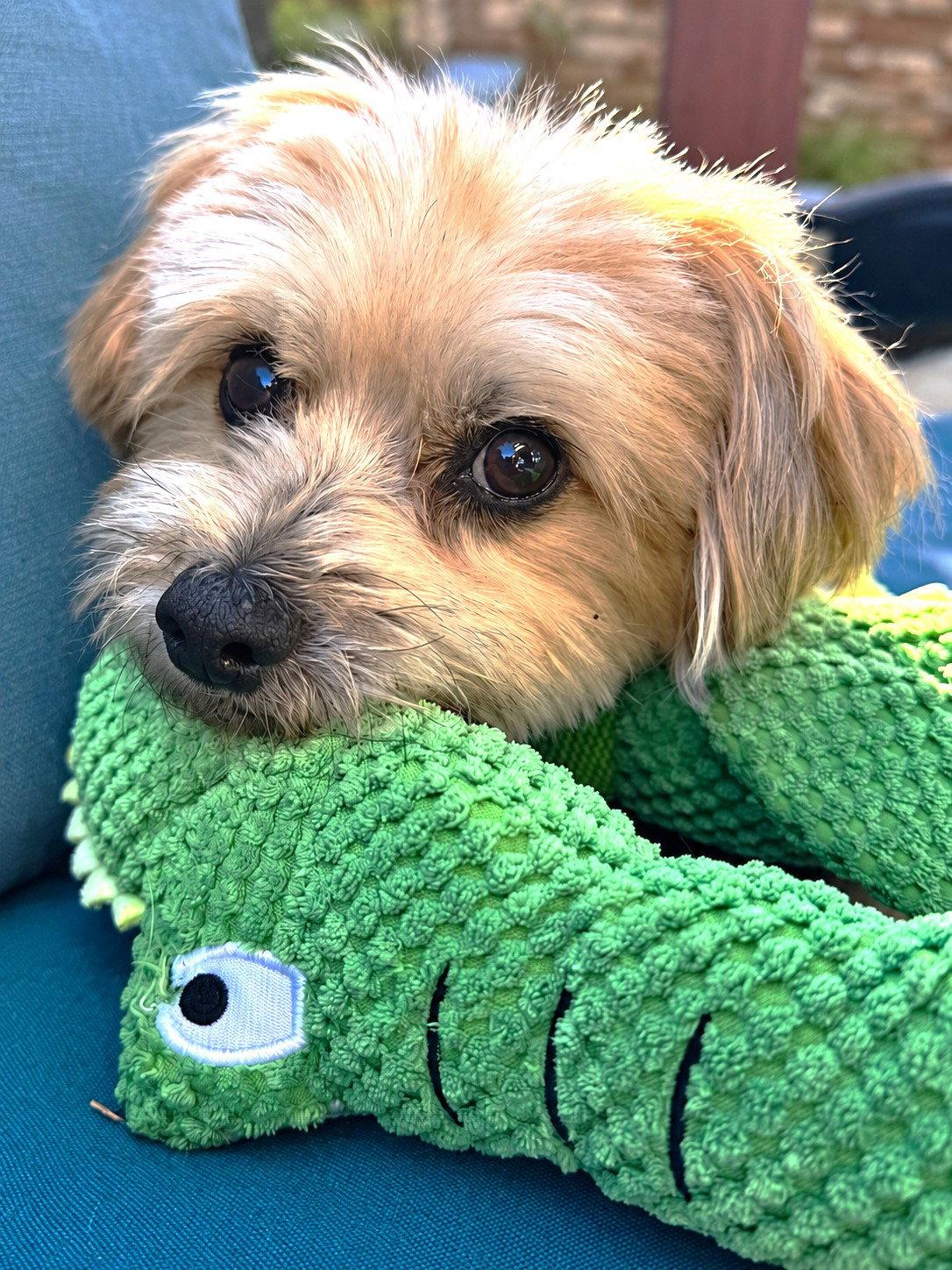 Enlarge Brody, a Adoptable Havanese in San Jose, CA image 2/3