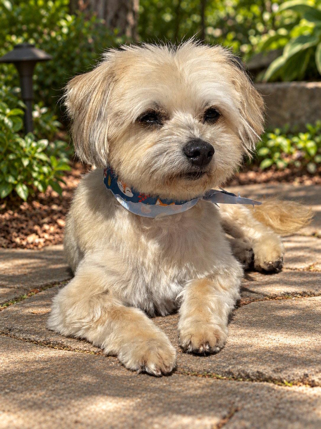 Enlarge Brody, a Adoptable Havanese in San Jose, CA image 3/3
