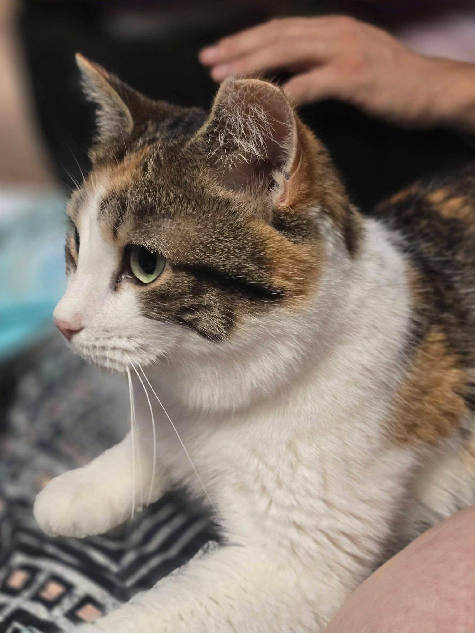 Enlarge Stella, a Adoption Pending Domestic Short Hair in Enfield, CT image 1/6