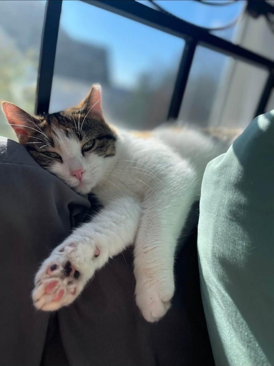 Enlarge Stella, a Adoption Pending Domestic Short Hair in Enfield, CT image 2/6