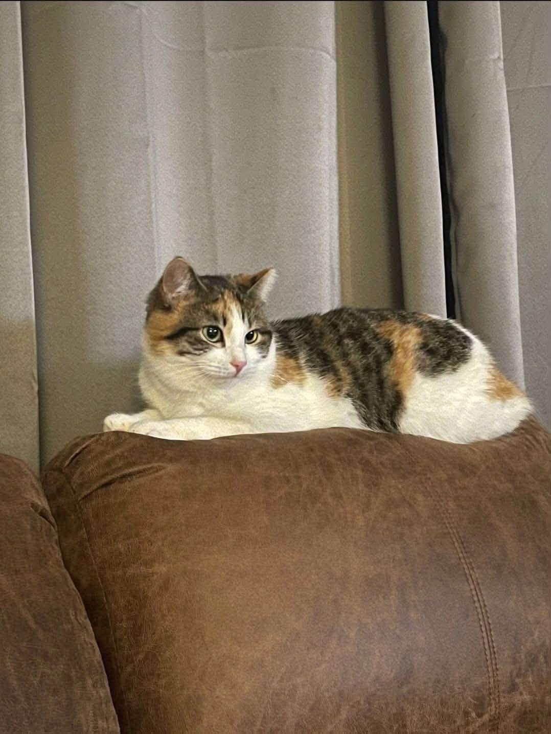 Enlarge Stella, a Adoption Pending Domestic Short Hair in Enfield, CT image 3/6
