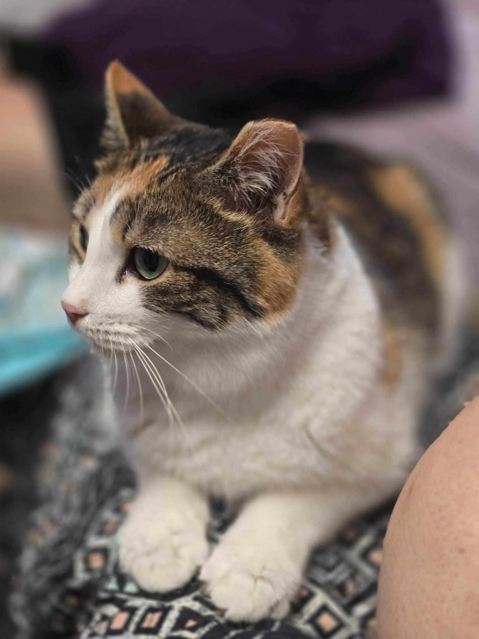 Enlarge Stella, a Adoption Pending Domestic Short Hair in Enfield, CT image 4/6