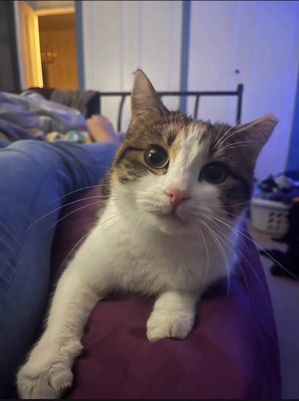 Enlarge Stella, a Adoption Pending Domestic Short Hair in Enfield, CT image 5/6