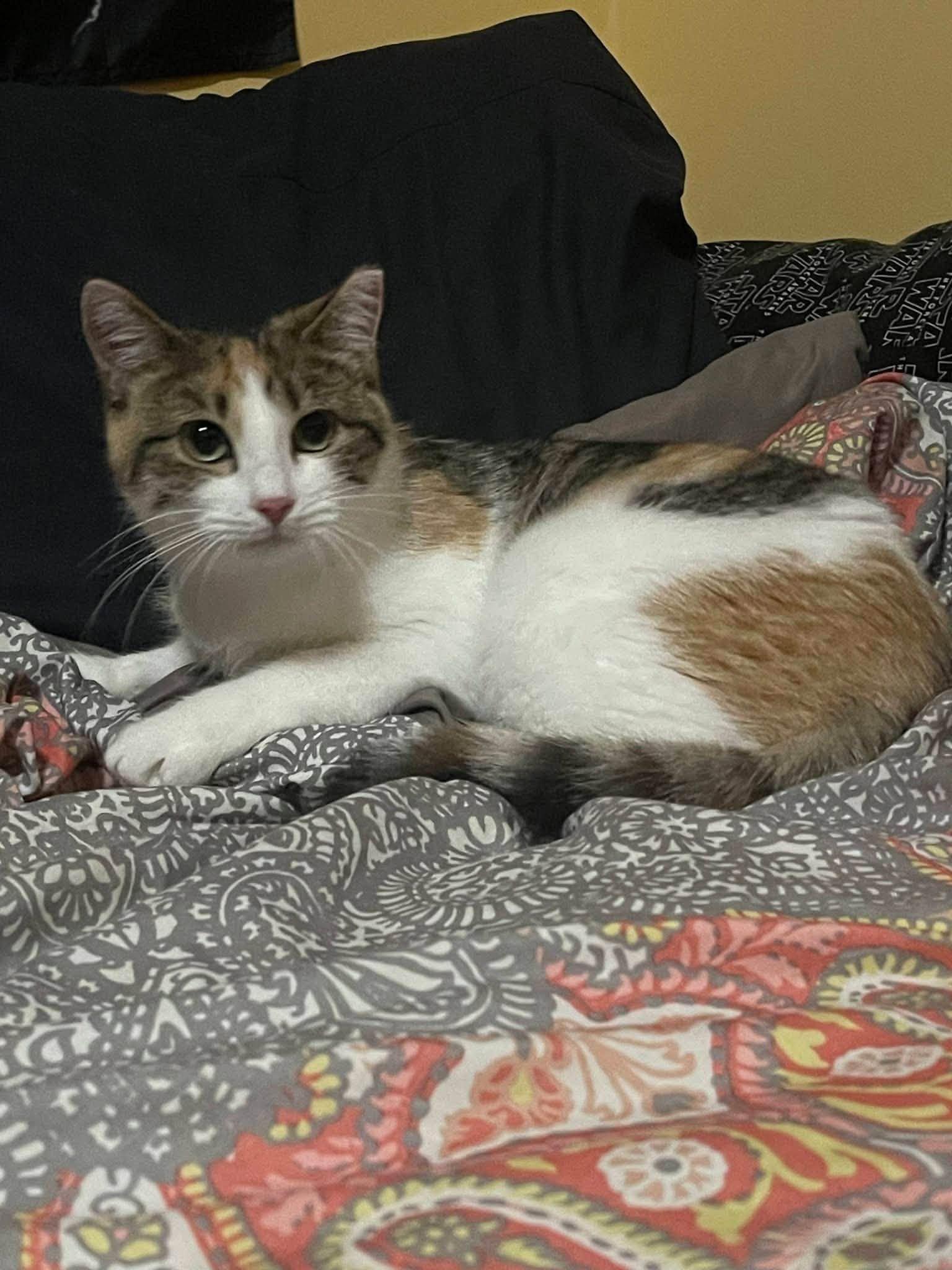 Enlarge Stella, a Adoption Pending Domestic Short Hair in Enfield, CT image 6/6