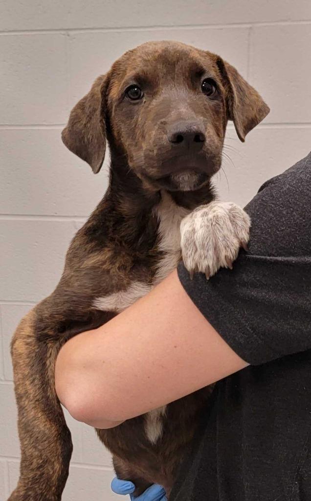 Montana, Adoptable, Puppy Male Mixed Breed.